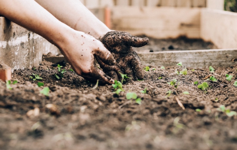 Hands in garden soil with seedlings
